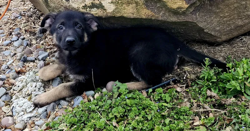 Blk/Red Male – German Shepherd Dog puppy for sale in Clyde, NY
