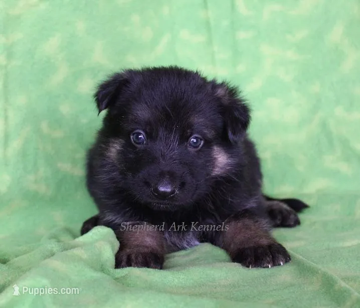 Blk/Red Male – German Shepherd Dog puppy for sale in Clyde, NY