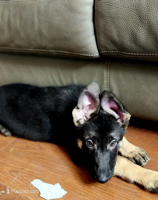 Blk/Red Male – German Shepherd Dog puppy for sale in Clyde, NY