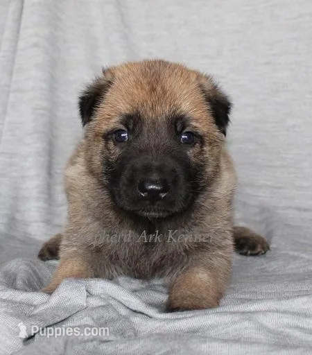 Fawn Male – German Shepherd Dog puppy for sale in Clyde, NY