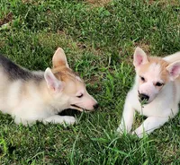 Light Blue Collar, a female German Shepherd Dog and Siberian Husky for sale in Clyde, NY – 4 of 4