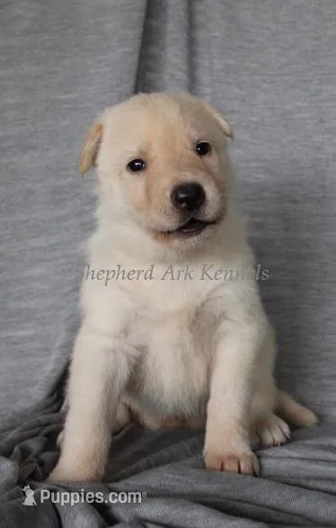 White Female – German Shepherd Dog puppy for sale in Clyde, NY