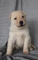 White Female, a female German Shepherd Dog for sale in Clyde, NY – 1 of 1