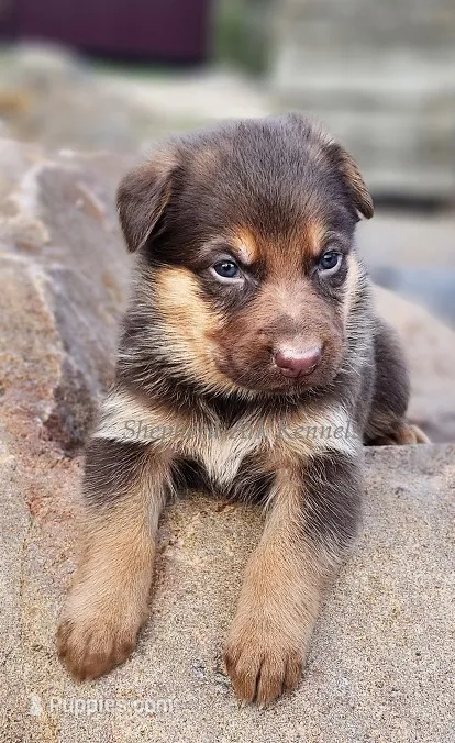 Light Blue Collar – German Shepherd Dog puppy for sale in Clyde, NY