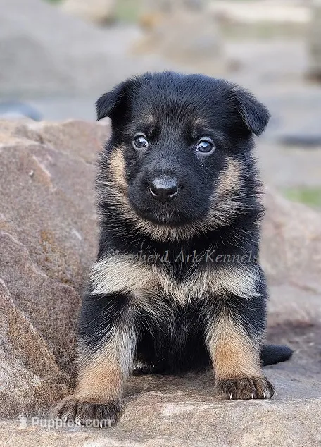 Orange Collar – German Shepherd Dog puppy for sale in Clyde, NY