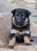 Orange Collar, a female German Shepherd Dog for sale in Clyde, NY – 1 of 1