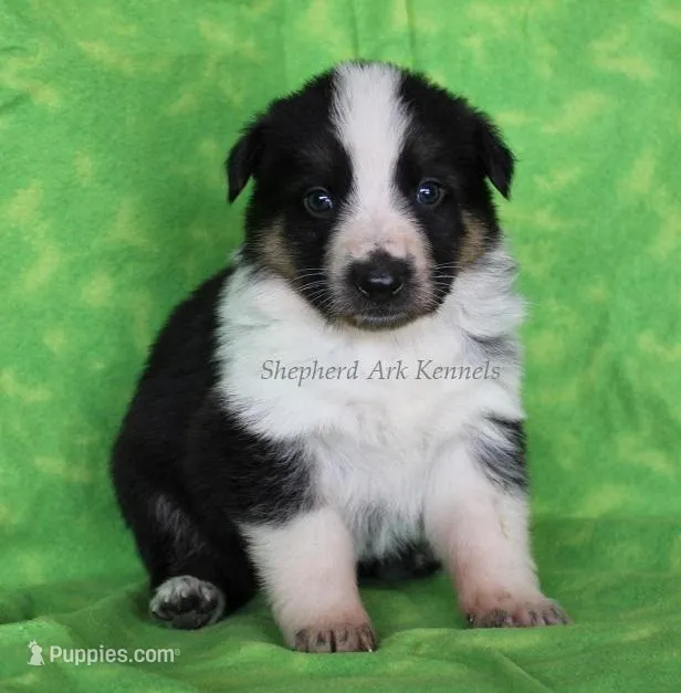 No Collar Panda Female – German Shepherd Dog puppy for sale in Clyde, NY