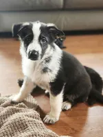 No Collar Panda Female, a female German Shepherd Dog for sale in Clyde, NY – Photo 1 of 2