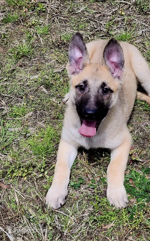 Fawn Female – German Shepherd Dog puppy for sale in Clyde, NY