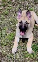 Fawn Female, a female German Shepherd Dog for sale in Clyde, NY – 1 of 4