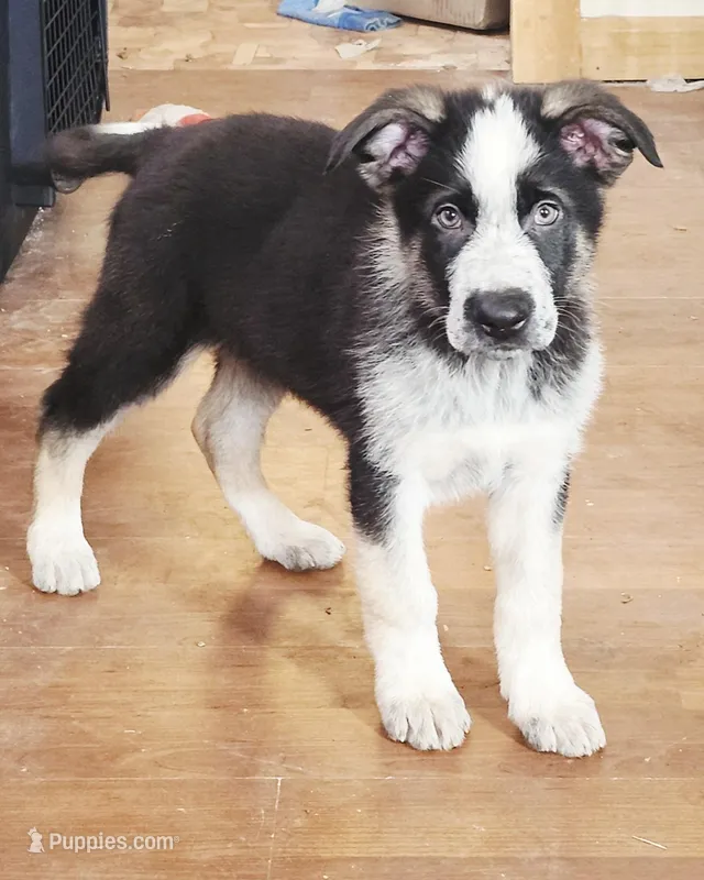 Brown Collar – German Shepherd Dog puppy for sale in Clyde, NY