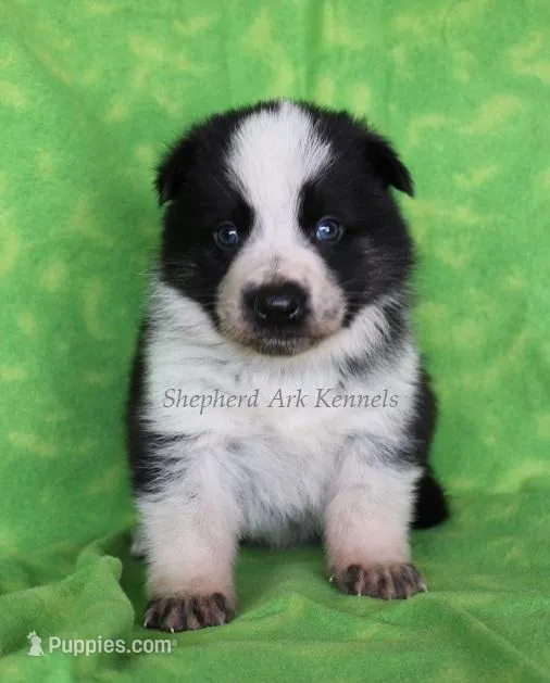 Brown Collar – German Shepherd Dog puppy for sale in Clyde, NY