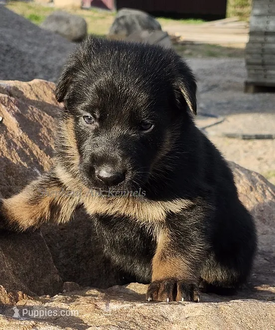 Black Red Male – German Shepherd Dog puppy for sale in Clyde, NY