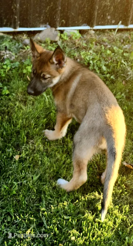 Sable girl – German Shepherd Dog, Siberian Husky puppy for sale in Clyde, NY