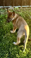 Sable girl, a female German Shepherd Dog and Siberian Husky for sale in Clyde, NY – 1 of 2