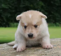 Gray Collar, a male German Shepherd Dog and Siberian Husky for sale in Clyde, NY – 1 of 1