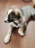 Sable Panda Female, a female German Shepherd Dog for sale in Clyde, NY – 2 of 3