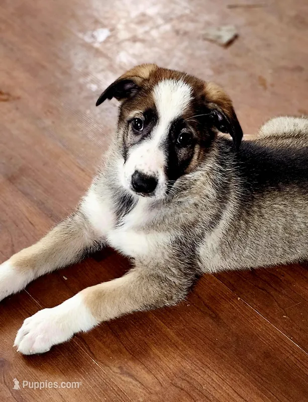 Sable Panda Female – German Shepherd Dog puppy for sale in Clyde, NY