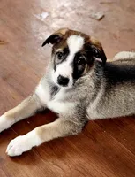 Sable Panda Female, a female German Shepherd Dog for sale in Clyde, NY – 1 of 3