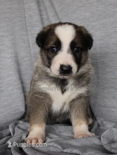 Sable Panda Female – German Shepherd Dog puppy for sale in Clyde, NY