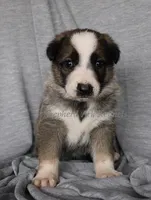 Sable Panda Female, a female German Shepherd Dog for sale in Clyde, NY – 3 of 3