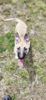 Fawn Female, a female German Shepherd Dog for sale in Clyde, NY – 2 of 4