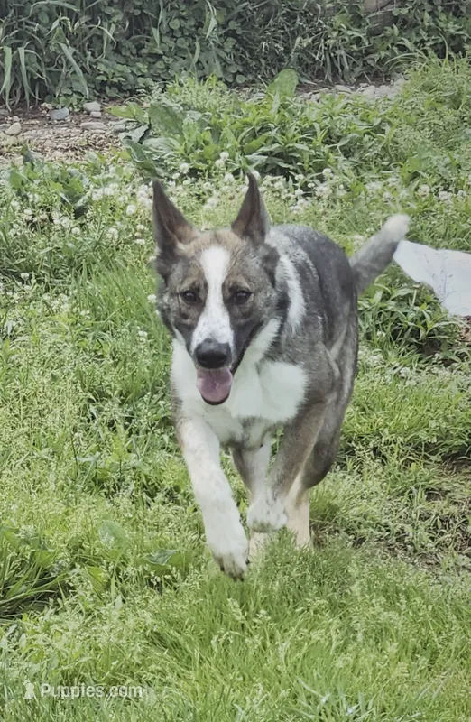 Pandora – German Shepherd Dog puppy for sale in Clyde, NY