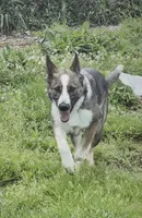Pandora, a female German Shepherd Dog for sale in Clyde, NY – 1 of 3