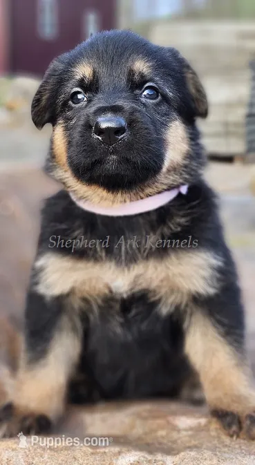 Pink Collar – German Shepherd Dog puppy for sale in Clyde, NY