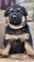 Pink Collar, a female German Shepherd Dog for sale in Clyde, NY – 1 of 1