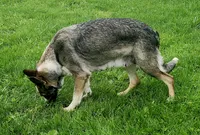 Pandora, a female German Shepherd Dog for sale in Clyde, NY – 2 of 3