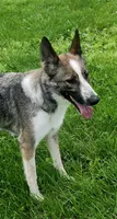 Pandora, a female German Shepherd Dog for sale in Clyde, NY – 3 of 3