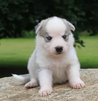 Pink Collar, a female German Shepherd Dog and Siberian Husky for sale in Clyde, NY – 1 of 1
