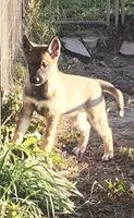 Sable girl, a female German Shepherd Dog and Siberian Husky for sale in Clyde, NY – 2 of 2
