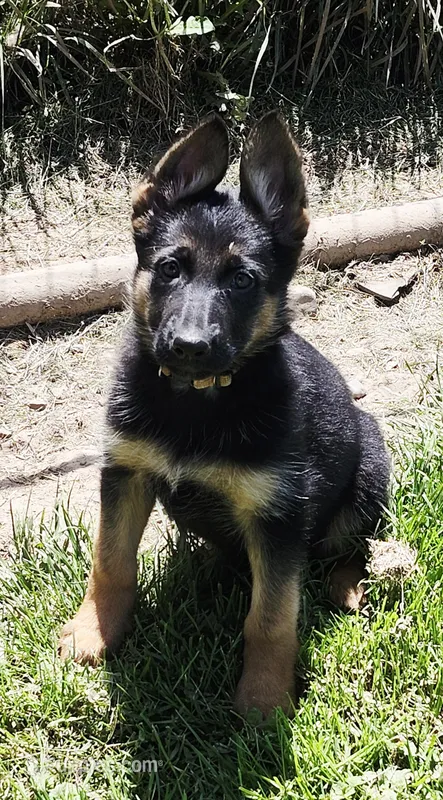 Orange Collar – German Shepherd Dog puppy for sale in Clyde, NY