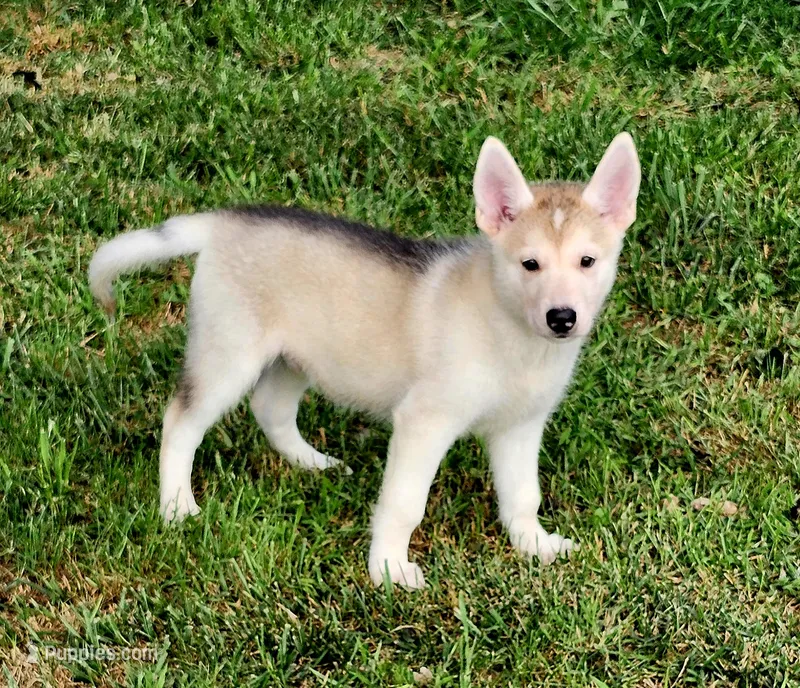 Brown Collar – German Shepherd Dog, Siberian Husky puppy for sale in Clyde, NY