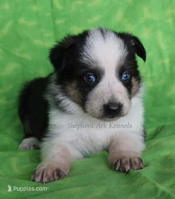 Light Green Collar – German Shepherd Dog puppy for sale in Clyde, NY
