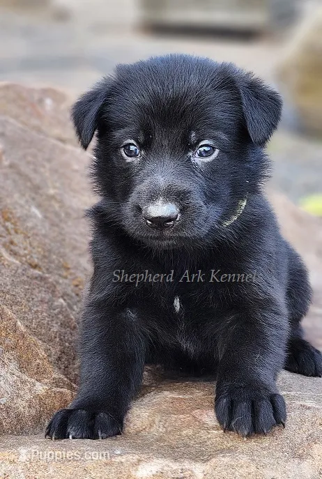Yellow Collar - Black Female – German Shepherd Dog puppy for sale in Clyde, NY