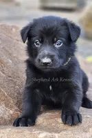 Yellow Collar - Black Female, a female German Shepherd Dog for sale in Clyde, NY – 1 of 1