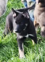 Pink collar, a female German Shepherd Dog and Siberian Husky for sale in Clyde, NY – 1 of 2