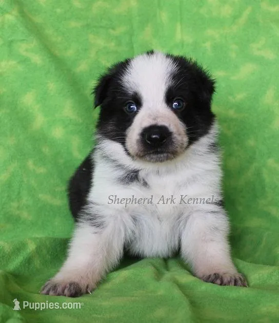 Gray Collar – German Shepherd Dog puppy for sale in Clyde, NY