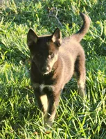 Pink collar, a female German Shepherd Dog and Siberian Husky for sale in Clyde, NY – 2 of 2
