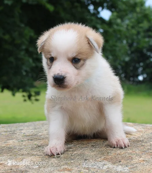 Light Blue Collar – German Shepherd Dog, Siberian Husky puppy for sale in Clyde, NY