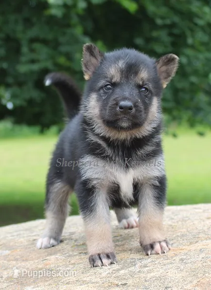 Blk/Tan Female – German Shepherd Dog, Siberian Husky puppy for sale in Clyde, NY