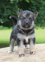 Blk/Tan Female, a female German Shepherd Dog and Siberian Husky for sale in Clyde, NY – 1 of 1