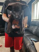 Boy 3, a male German Shepherd Dog for sale in Detroit, MI – 2 of 2