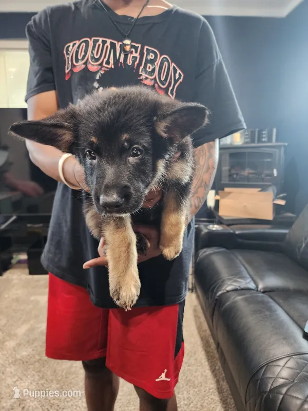 Girl 2 – German Shepherd Dog puppy for sale in Detroit, MI