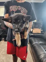 Girl 2, a female German Shepherd Dog for sale in Detroit, MI – 1 of 2