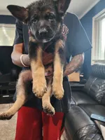 Boy 1, a male German Shepherd Dog for sale in Detroit, MI – 2 of 2