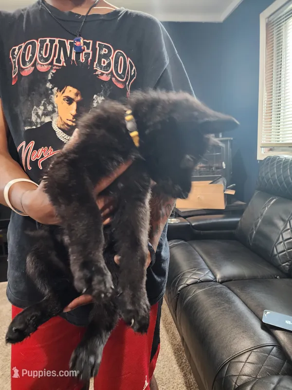 Girl 1 – German Shepherd Dog puppy for sale in Detroit, MI